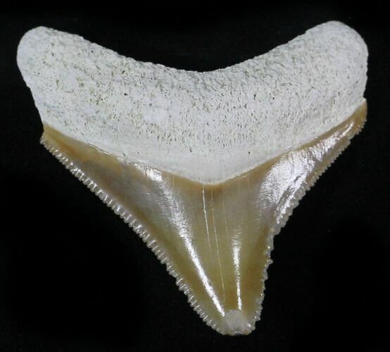 Serrated Bone Valley Megalodon Tooth #25650
